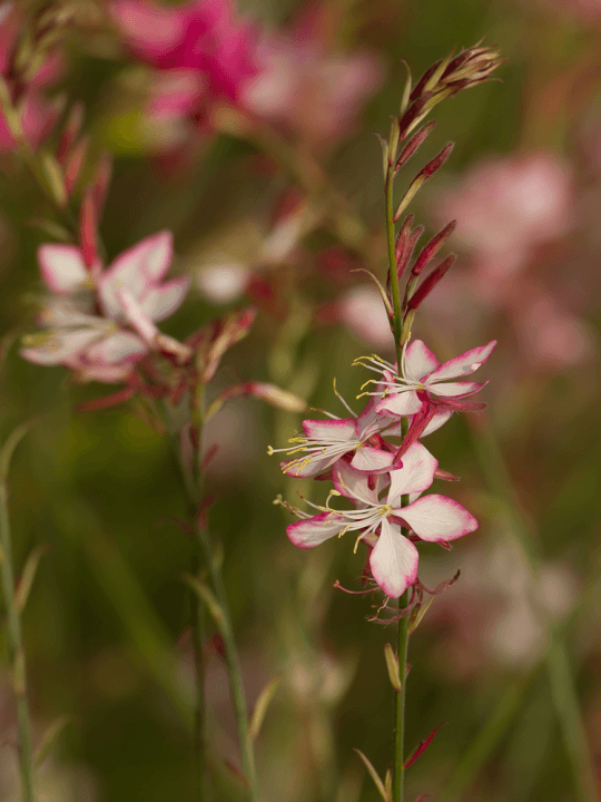 Gaura lindheimeri ROSY JANE